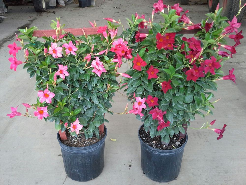 mandevilla-sun-parasol-pink