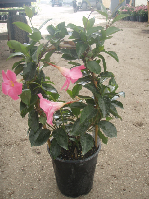 mandevilla-sun-parasol-pretty-pink