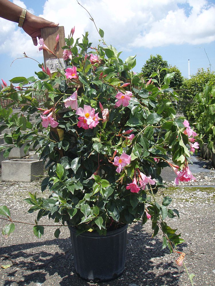 mandevilla-sun-parasol-pretty-pink
