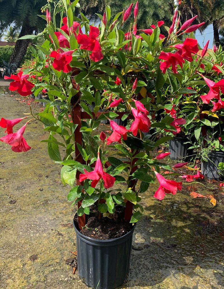 mandevilla-sun-parasol-pretty-pink
