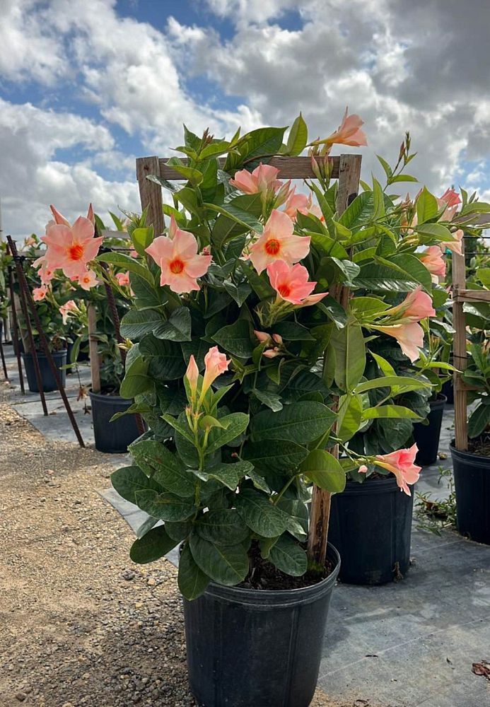 mandevilla-sun-parasol-series