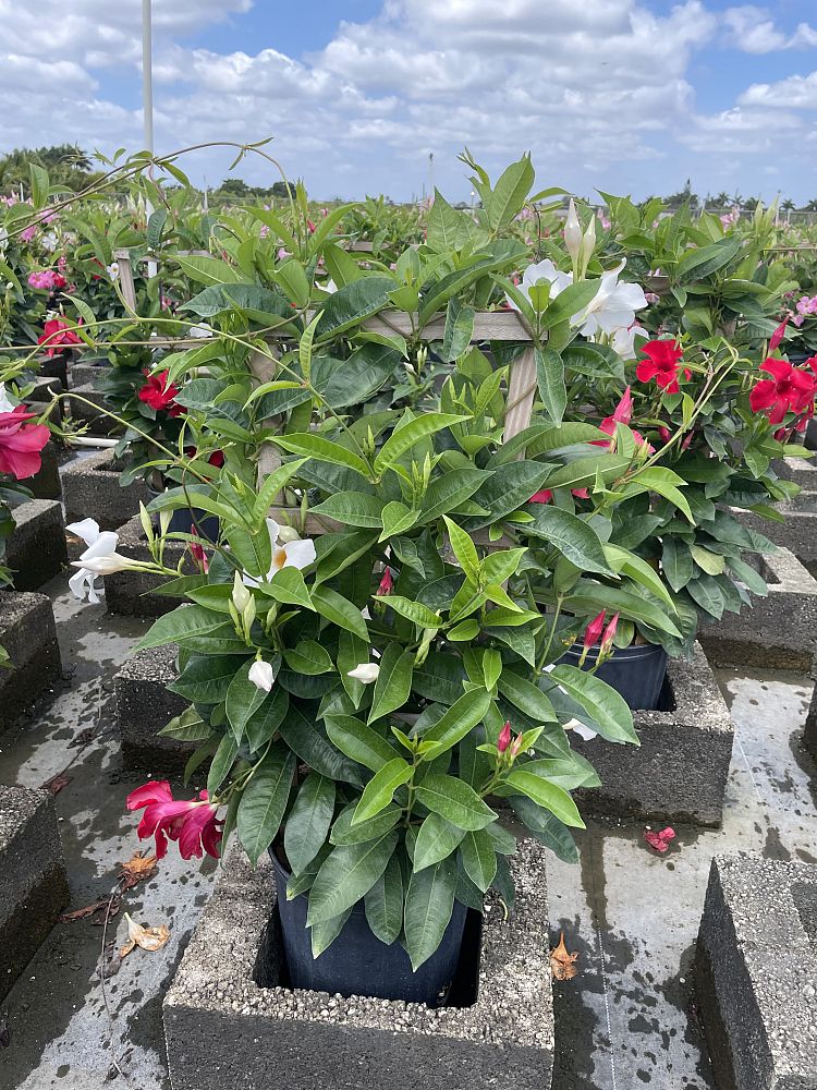mandevilla-sun-parasol-series