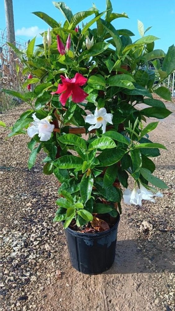 mandevilla-sun-parasol-series