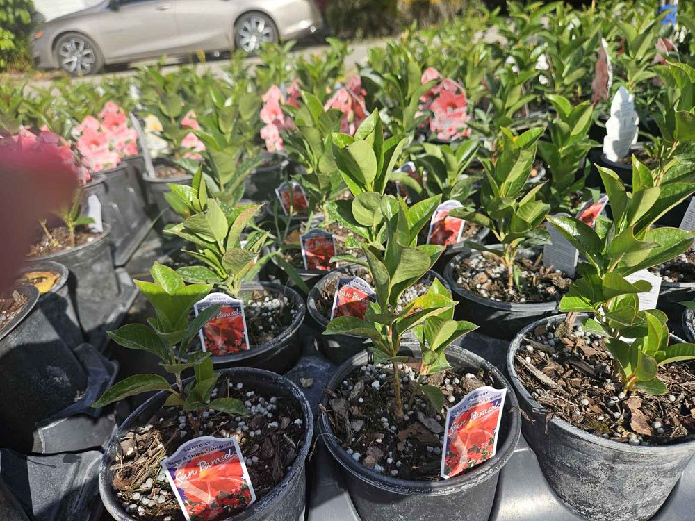 mandevilla-sun-parasol-stars-and-stripes