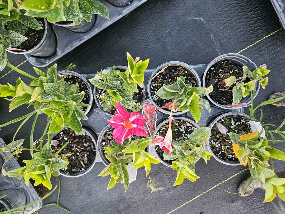 mandevilla-sun-parasol-stars-and-stripes