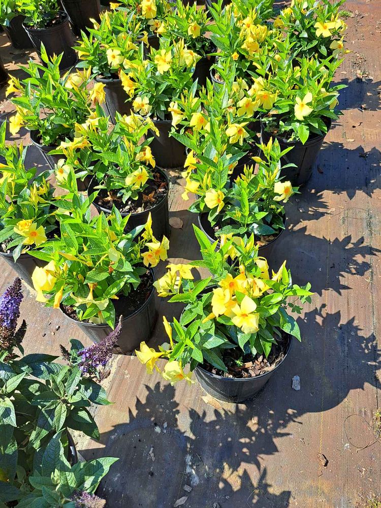 mandevilla-sunbeam