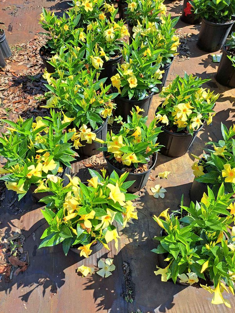 mandevilla-sunbeam