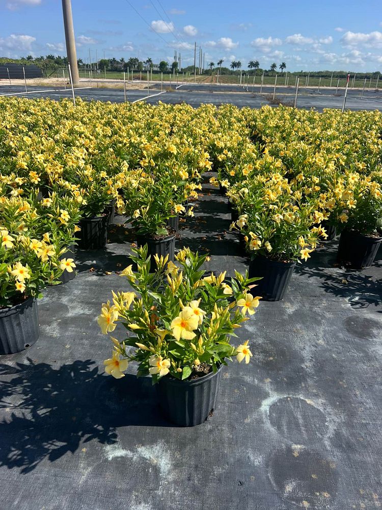 mandevilla-sunbeam