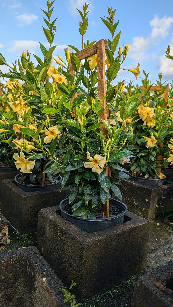mandevilla-sunbeam
