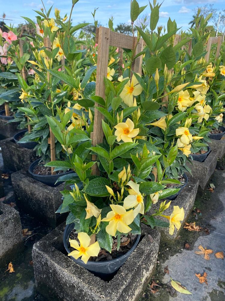 mandevilla-sunbeam