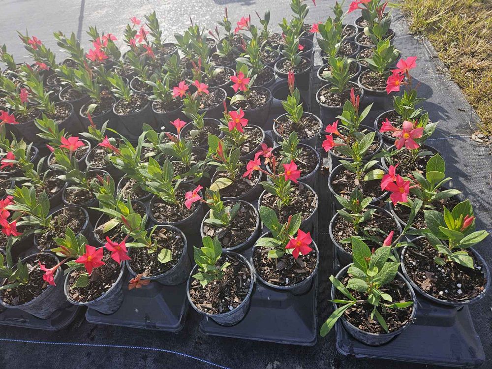 mandevilla-sundenia-coral