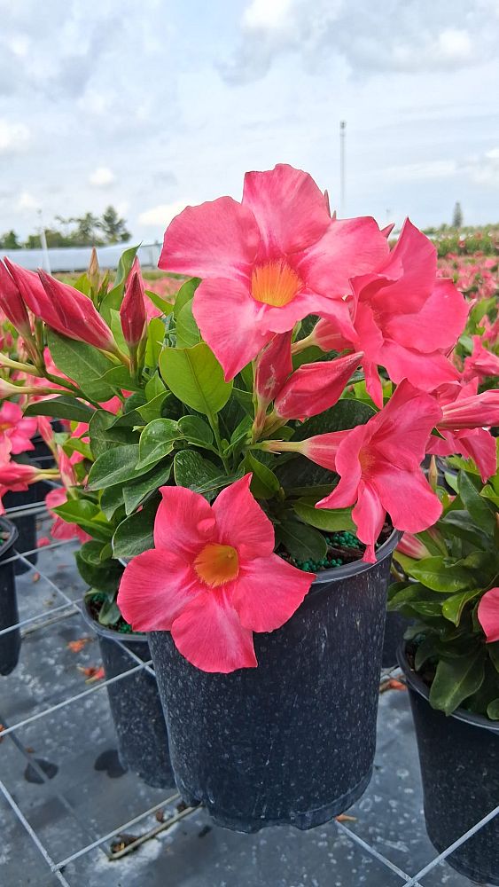 mandevilla-sundenia-coral