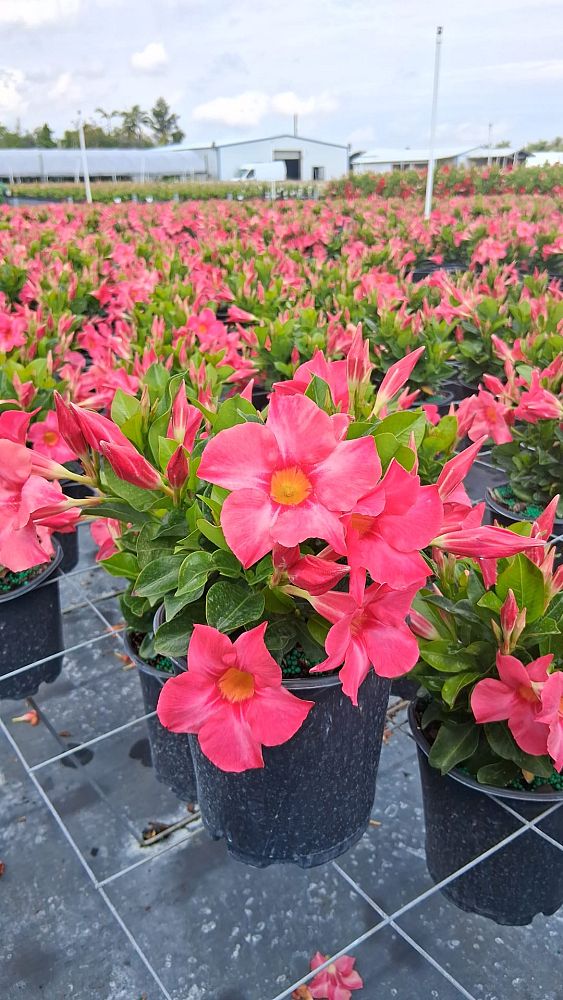mandevilla-sundenia-coral
