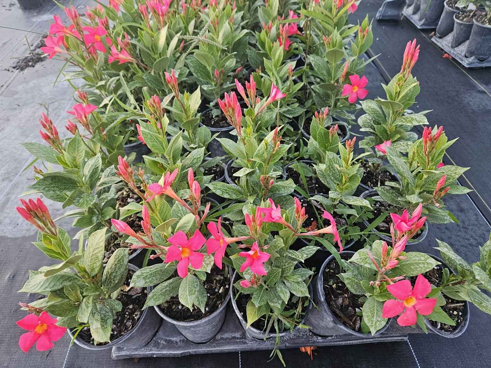 mandevilla-sundenia-coral