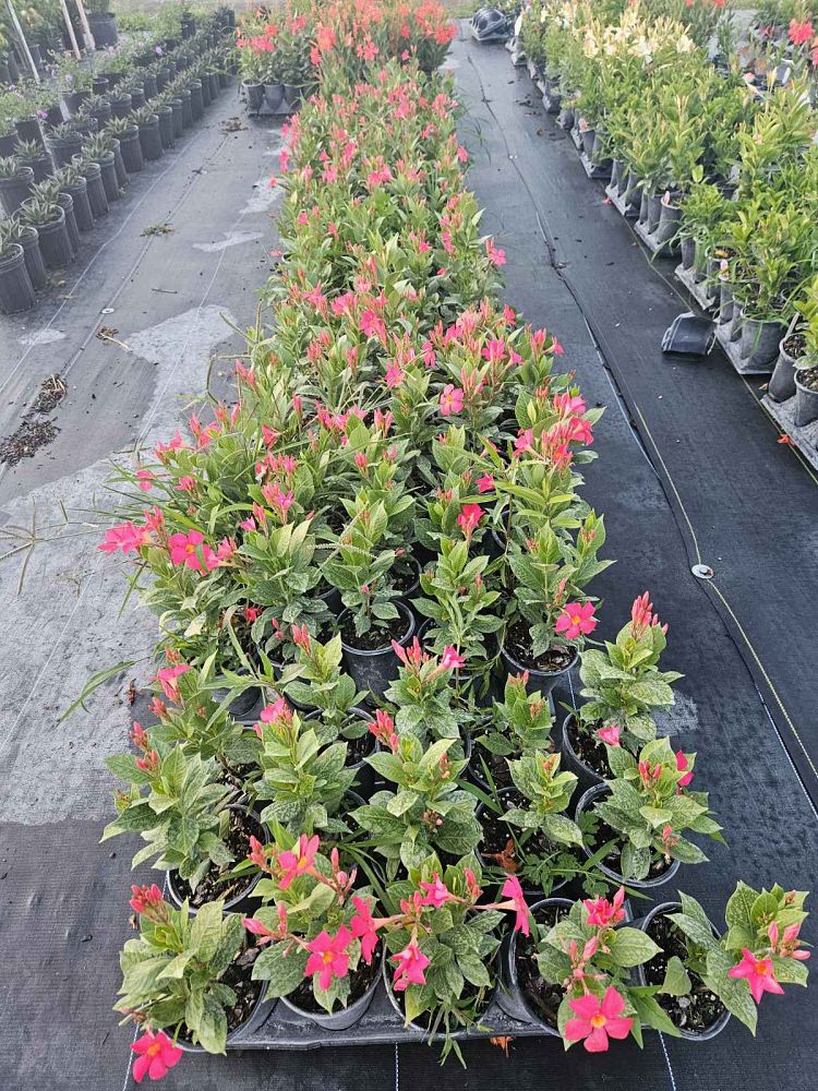 mandevilla-sundenia-coral