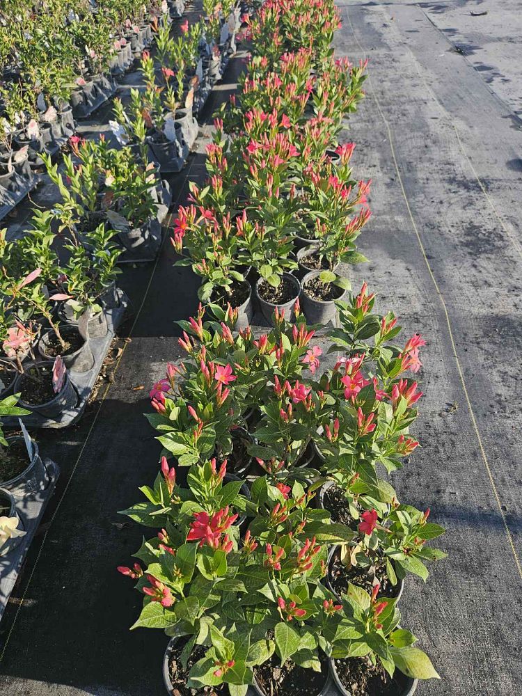 mandevilla-sundenia-coral