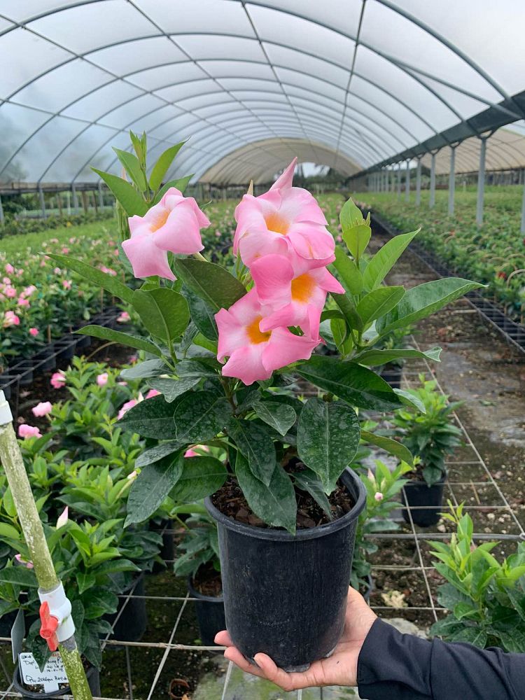 mandevilla-tropical-breeze-blushing-pink