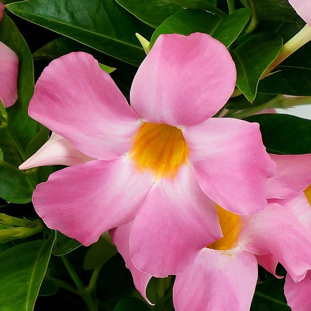 mandevilla-tropical-breeze-blushing-pink