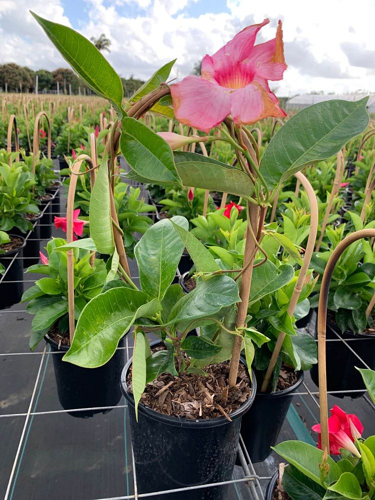 mandevilla-tropical-breeze-blushing-pink