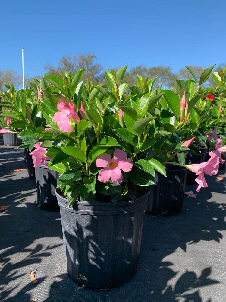 mandevilla-tropical-breeze-blushing-pink