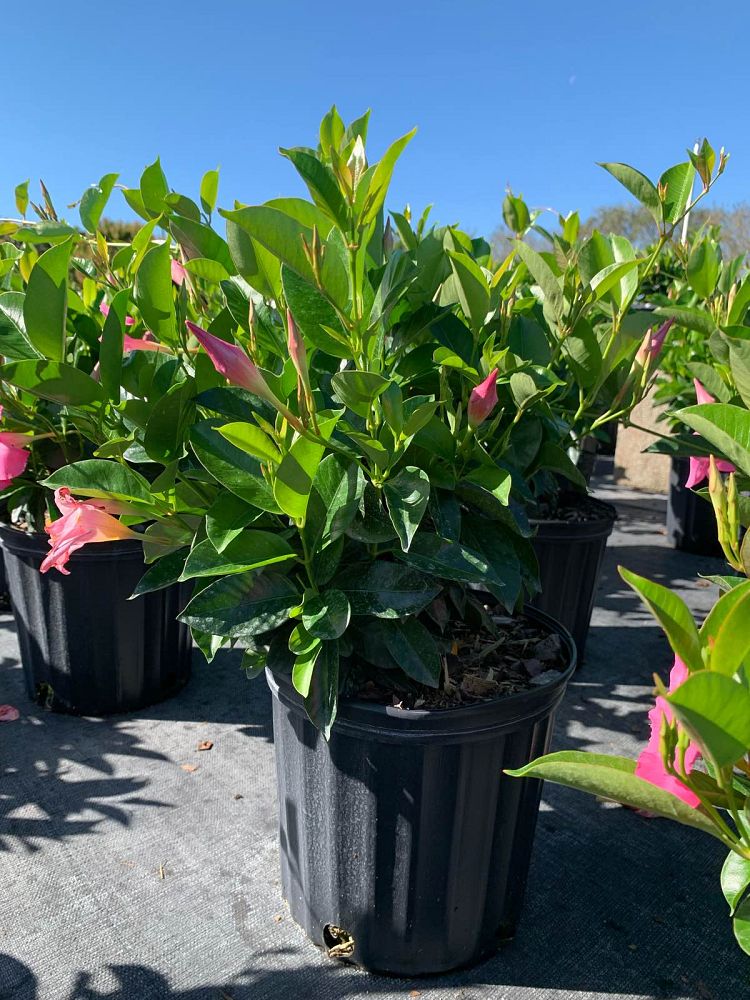 mandevilla-tropical-breeze-blushing-pink