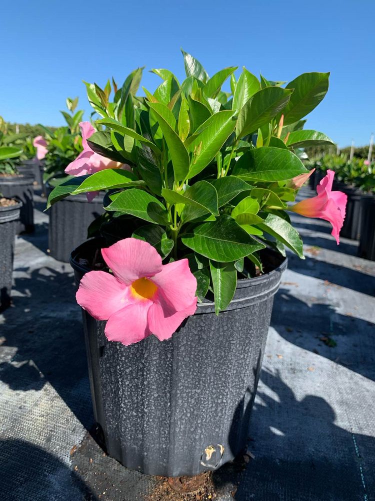 mandevilla-tropical-breeze-blushing-pink