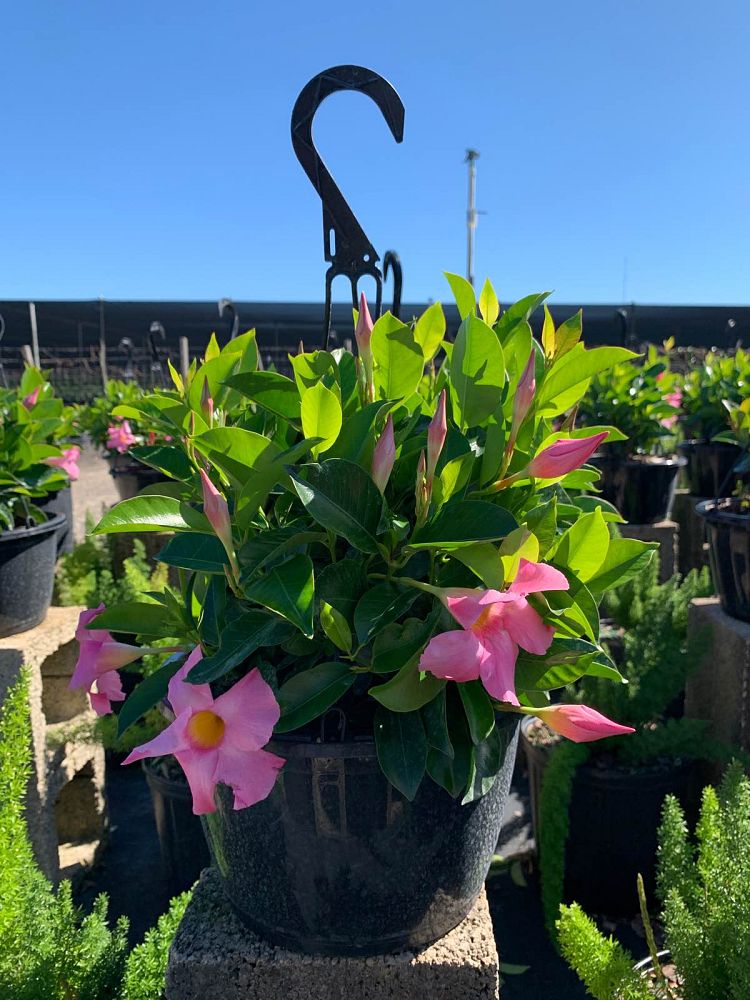 mandevilla-tropical-breeze-blushing-pink