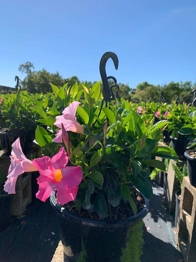 mandevilla-tropical-breeze-blushing-pink