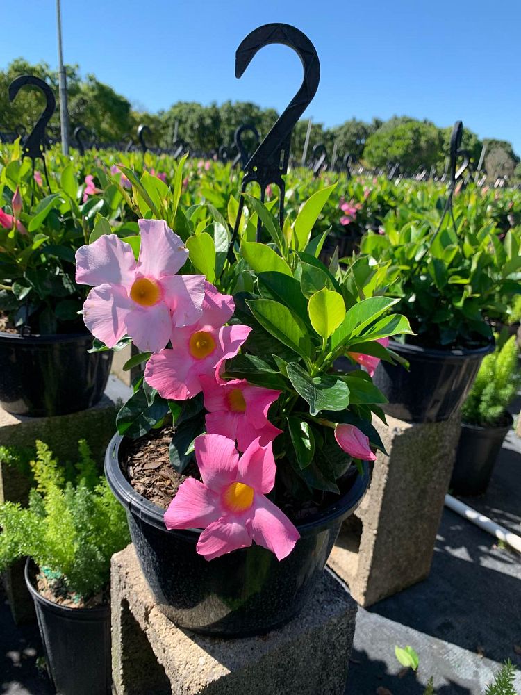 mandevilla-tropical-breeze-blushing-pink