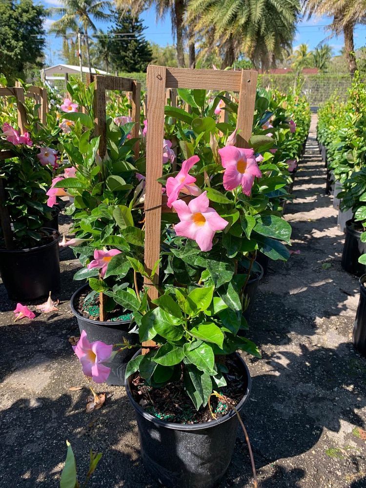 mandevilla-tropical-breeze-blushing-pink
