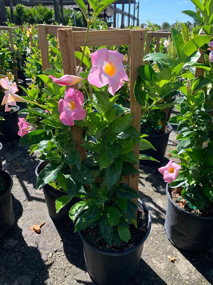 mandevilla-tropical-breeze-blushing-pink