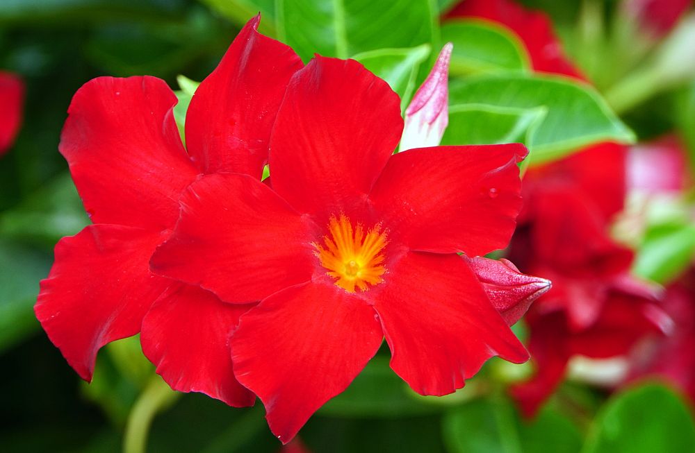 mandevilla-tropical-breeze-flaming-red