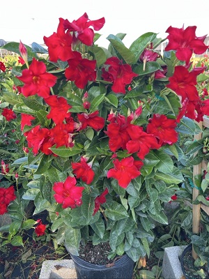 mandevilla-tropical-breeze-velvet-red