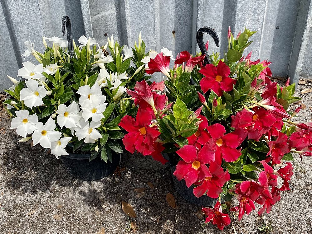 mandevilla-white-dipladenia