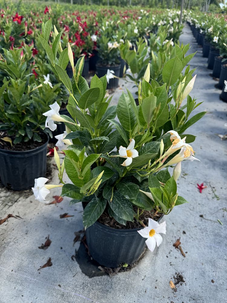 mandevilla-white-dipladenia