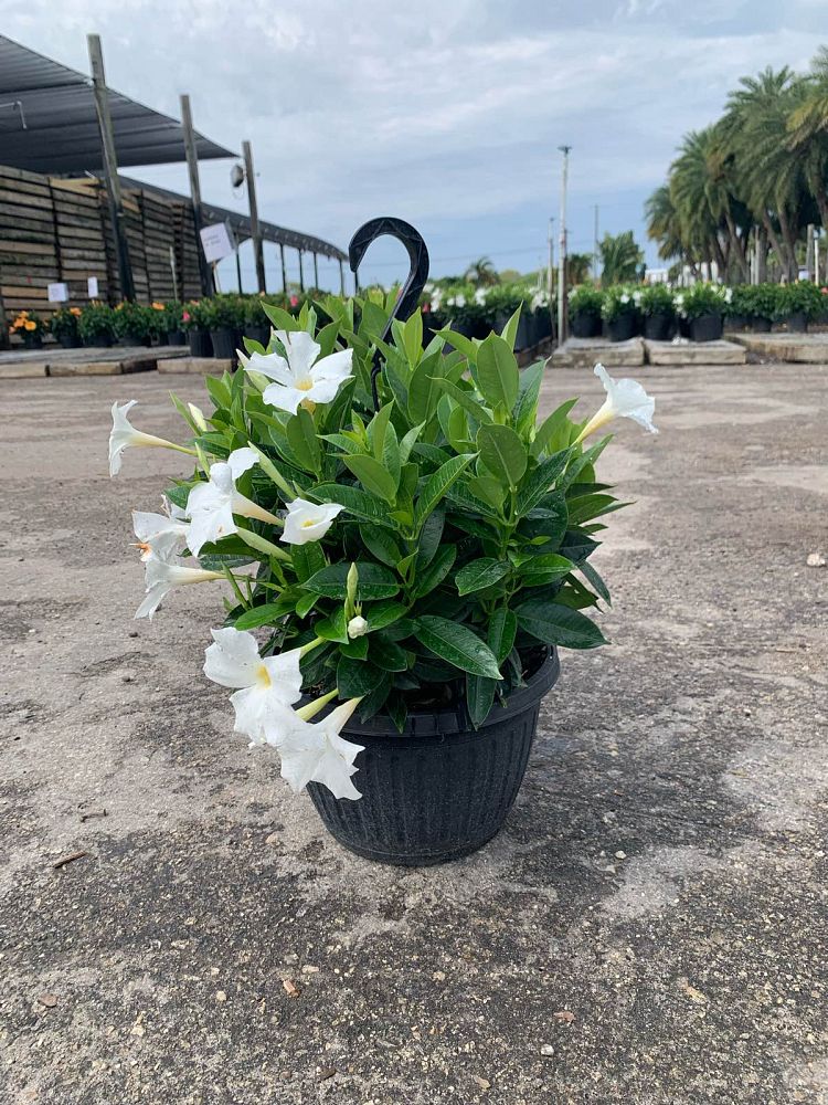 mandevilla-white-dipladenia
