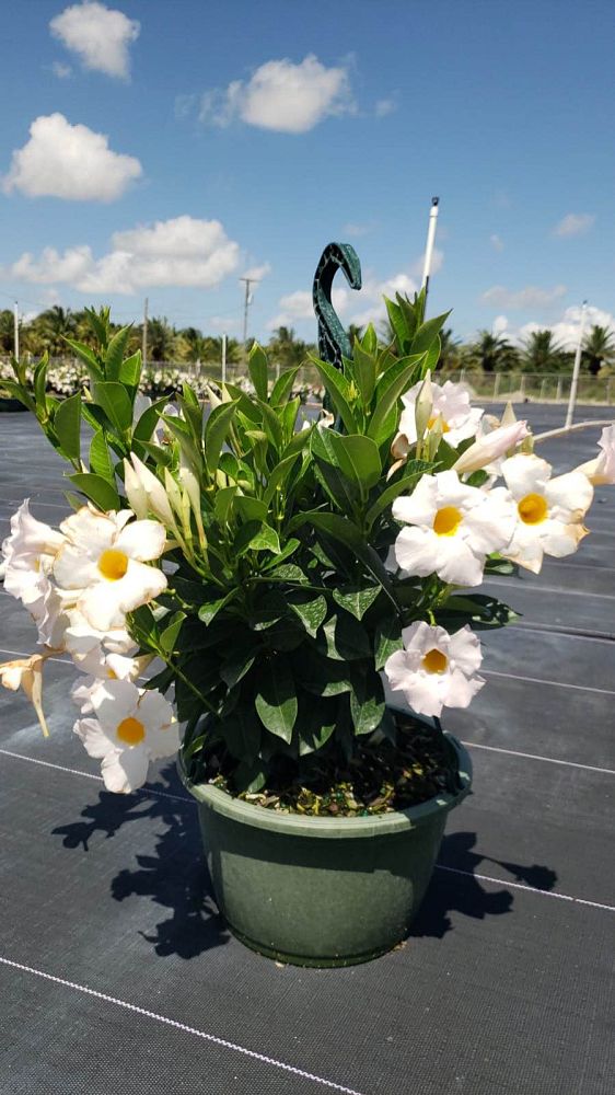 mandevilla-white-dipladenia