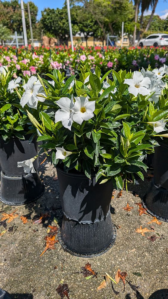 mandevilla-white-dipladenia