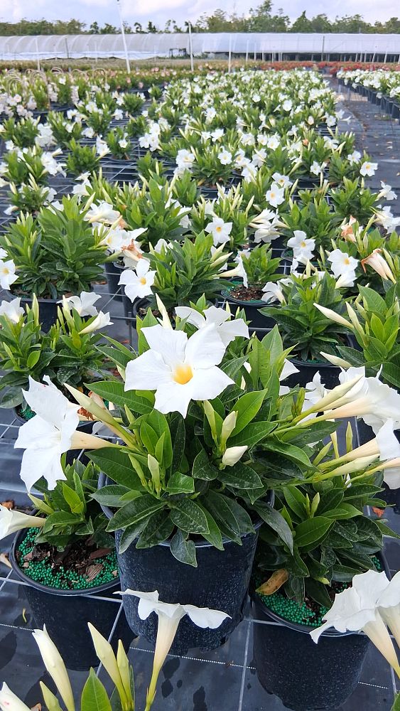 mandevilla-white-dipladenia