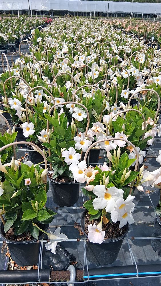 mandevilla-white-dipladenia