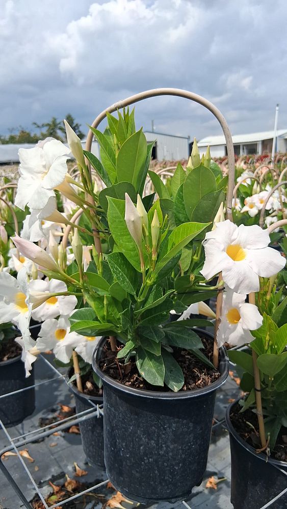 mandevilla-white-dipladenia
