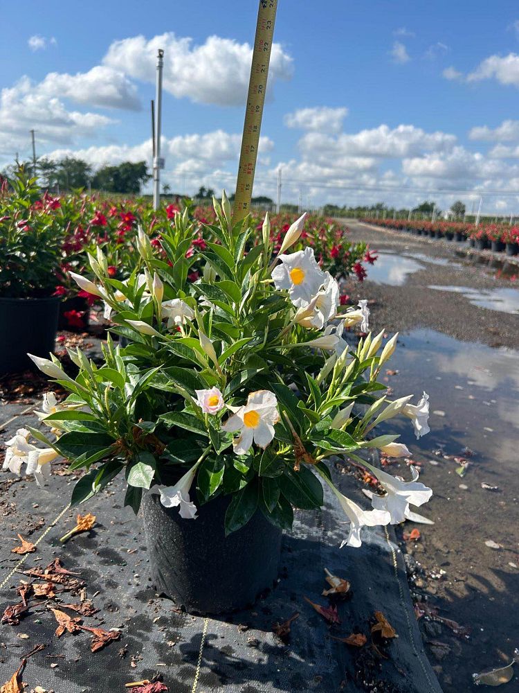 mandevilla-white-dipladenia