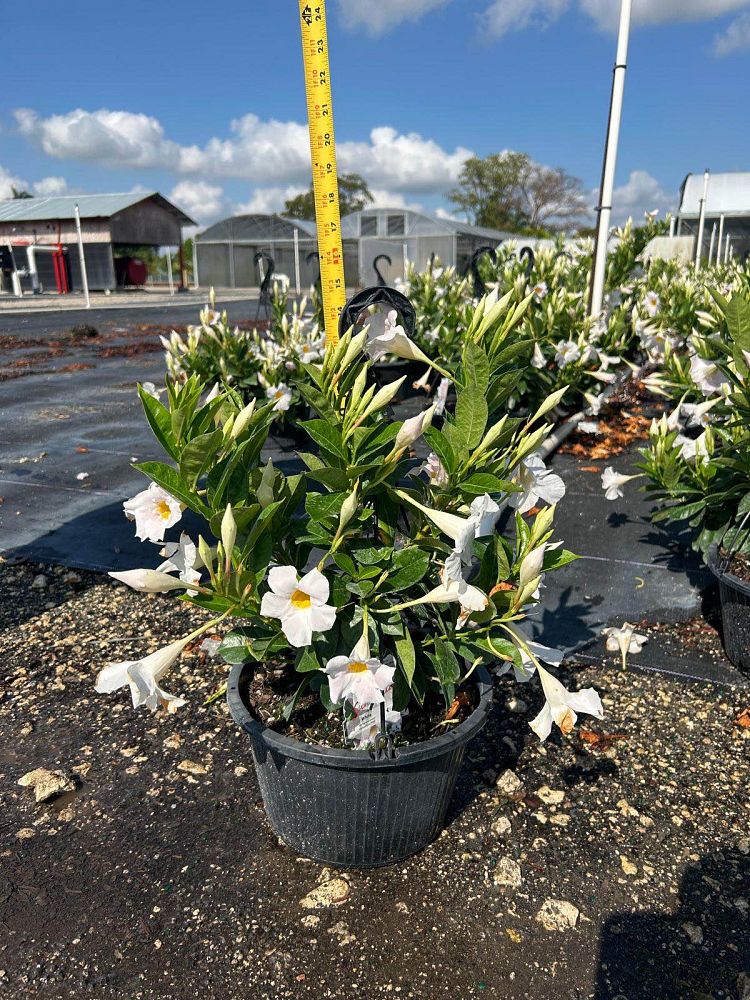 mandevilla-white-dipladenia