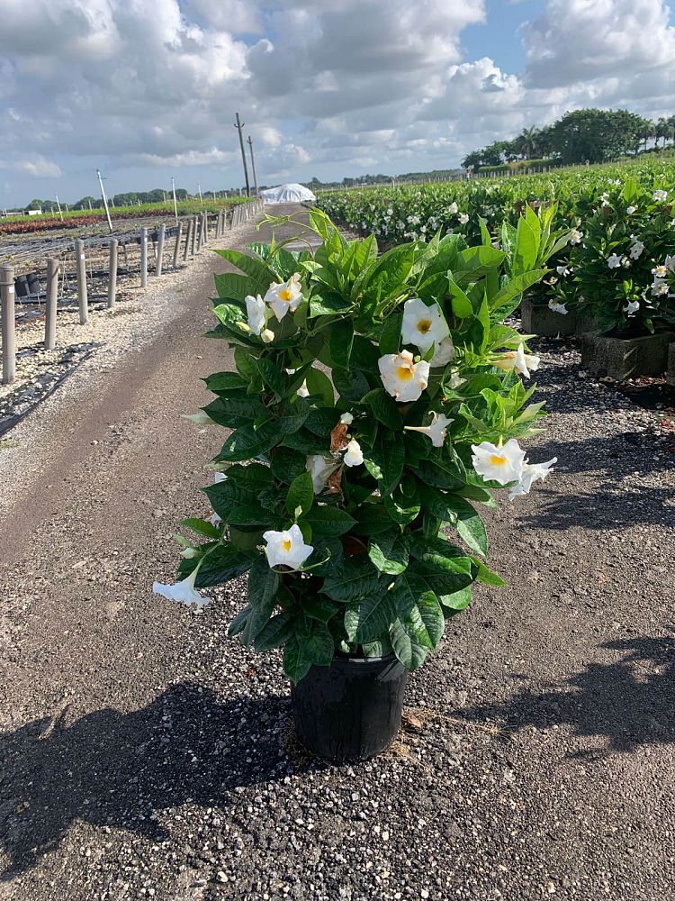 mandevilla-white-dipladenia