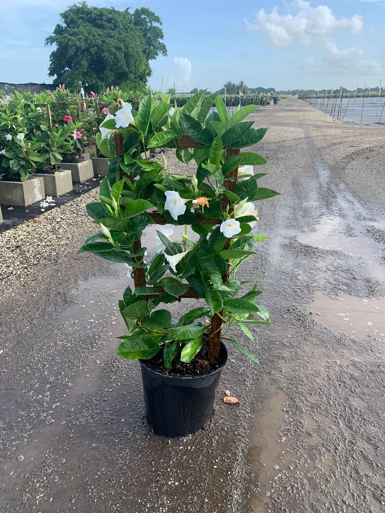 mandevilla-white-dipladenia
