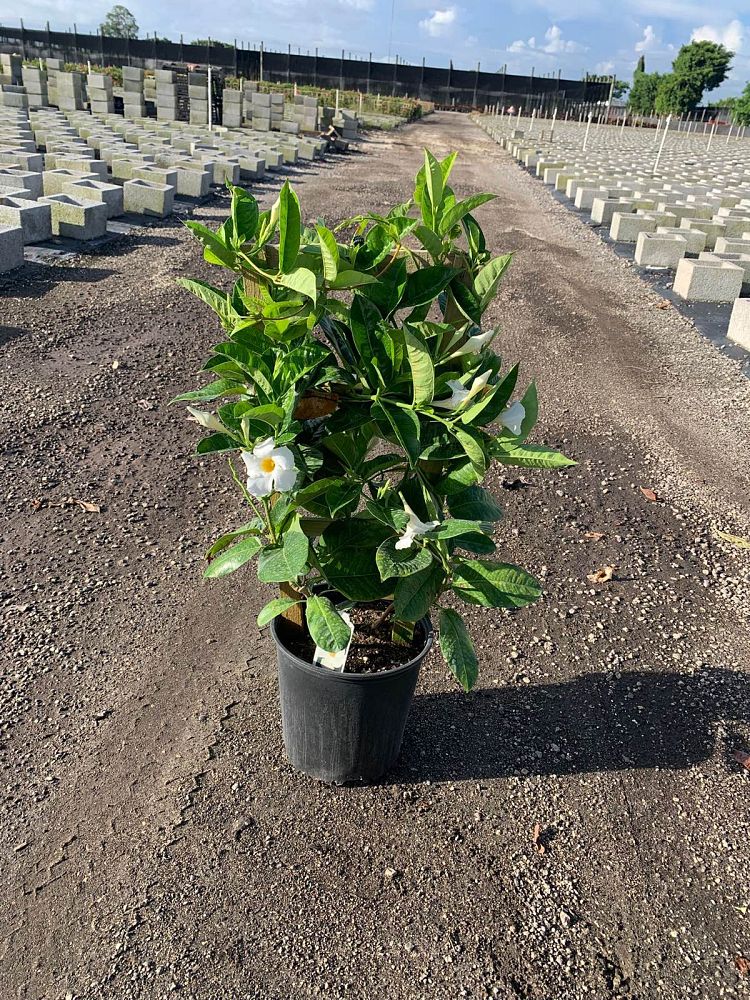 mandevilla-white-dipladenia