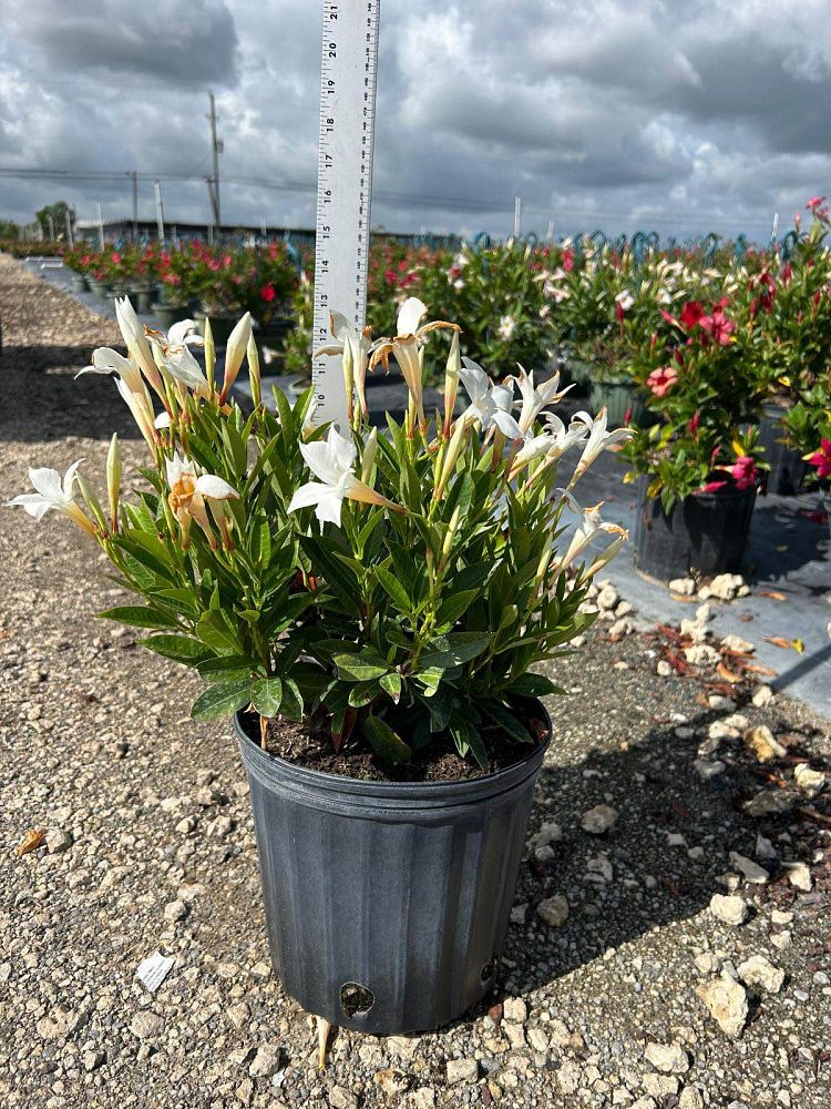 mandevilla-white-dipladenia