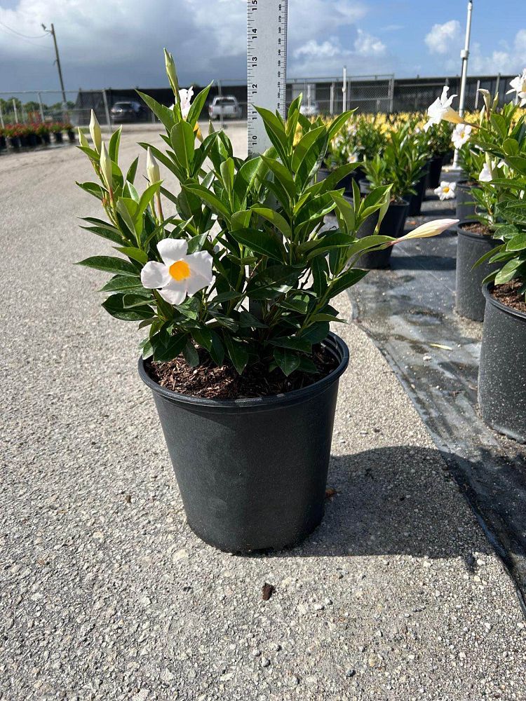mandevilla-white-dipladenia