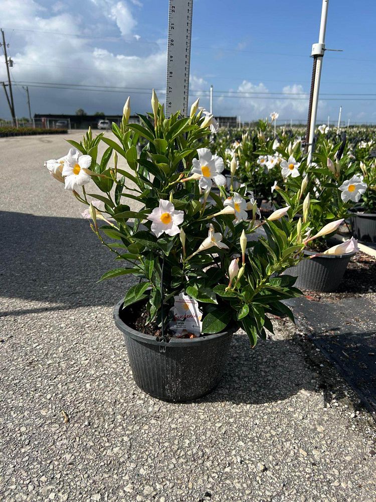mandevilla-white-dipladenia