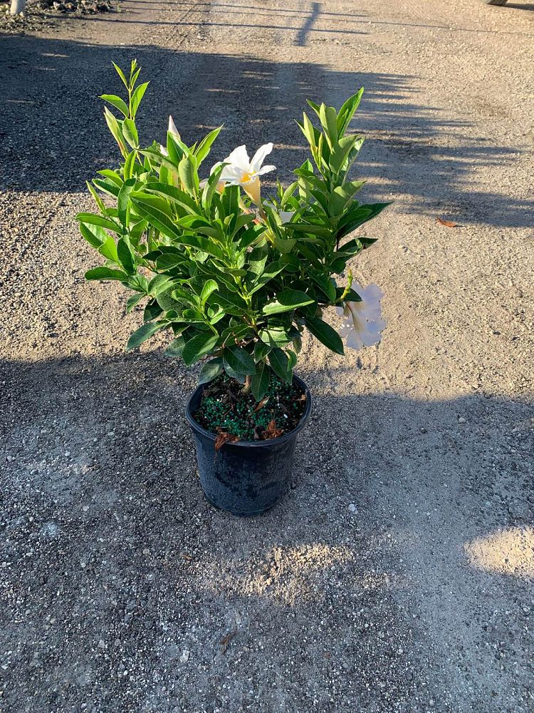 mandevilla-white-dipladenia
